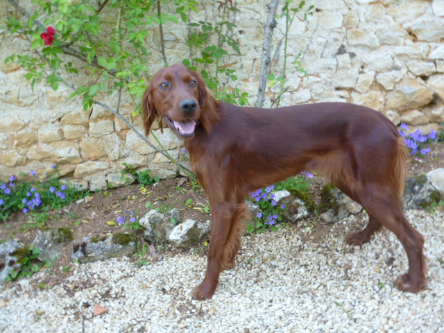 Fleur du vieux tilleul de Boistillet