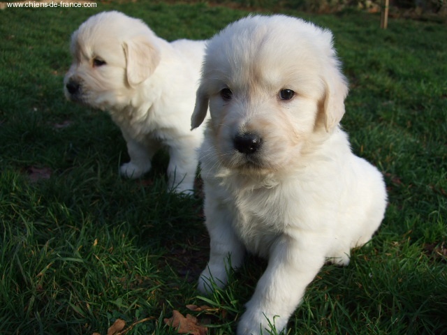 du vieux tilleul de Boistillet - Golden Retriever - Portée née le 04/12/2007