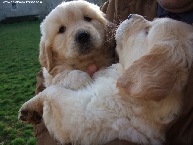 du vieux tilleul de Boistillet - Golden Retriever - Portée née le 26/11/2007