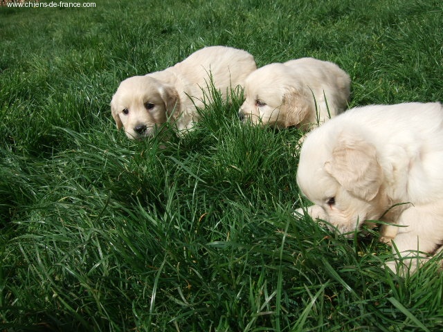 du vieux tilleul de Boistillet - Golden Retriever - Portée née le 25/03/2008