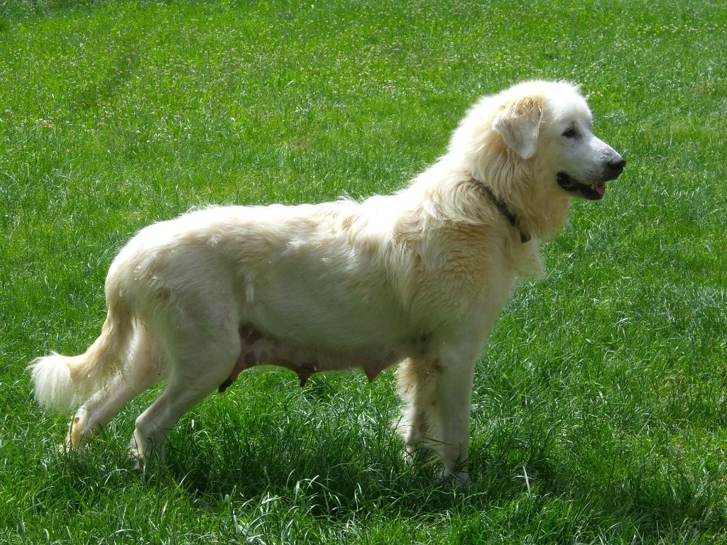 du vieux tilleul de Boistillet - Chien de Montagne des Pyrenees - Portée née le 25/05/2018