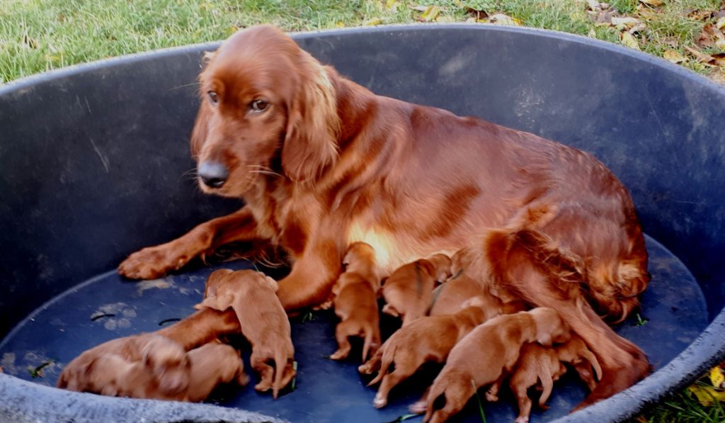 du vieux tilleul de Boistillet - Setter irlandais rouge - Portée née le 12/07/2021