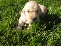 CHIOT