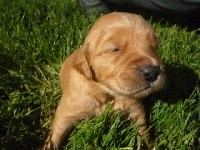 CHIOT