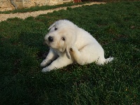 CHIOT