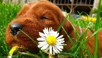 CHIOT