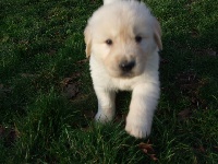 CHIOT