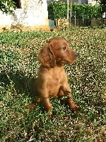 CHIOT