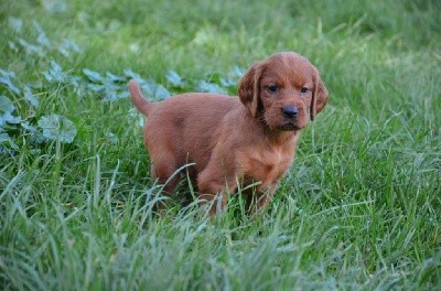 CHIOT
