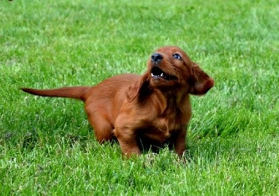 CHIOT