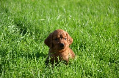 CHIOT