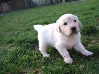 CHIOT
