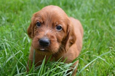 CHIOT