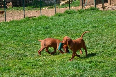CHIOT