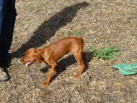 CHIOT