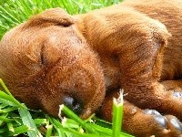 CHIOT