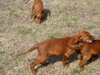 CHIOT