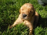 CHIOT