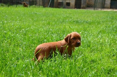 CHIOT