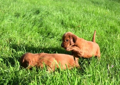 CHIOT