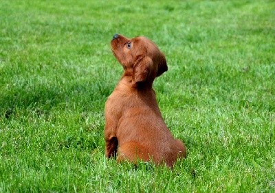 CHIOT