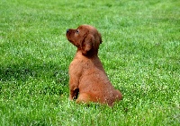 CHIOT