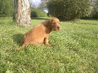 CHIOT